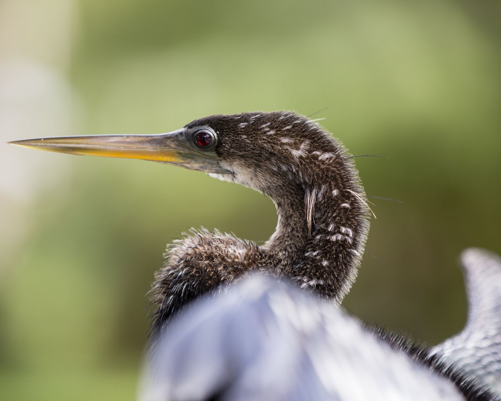Canon EOS 5D Mark III sample photo. Bird, florida, animal photography