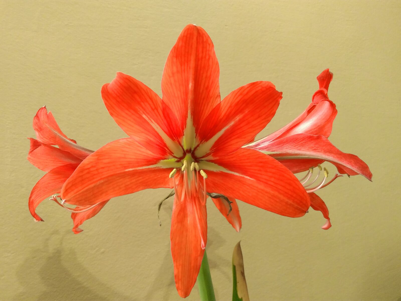Lenovo S60-A sample photo. Amaryllis, flower, flower garden photography