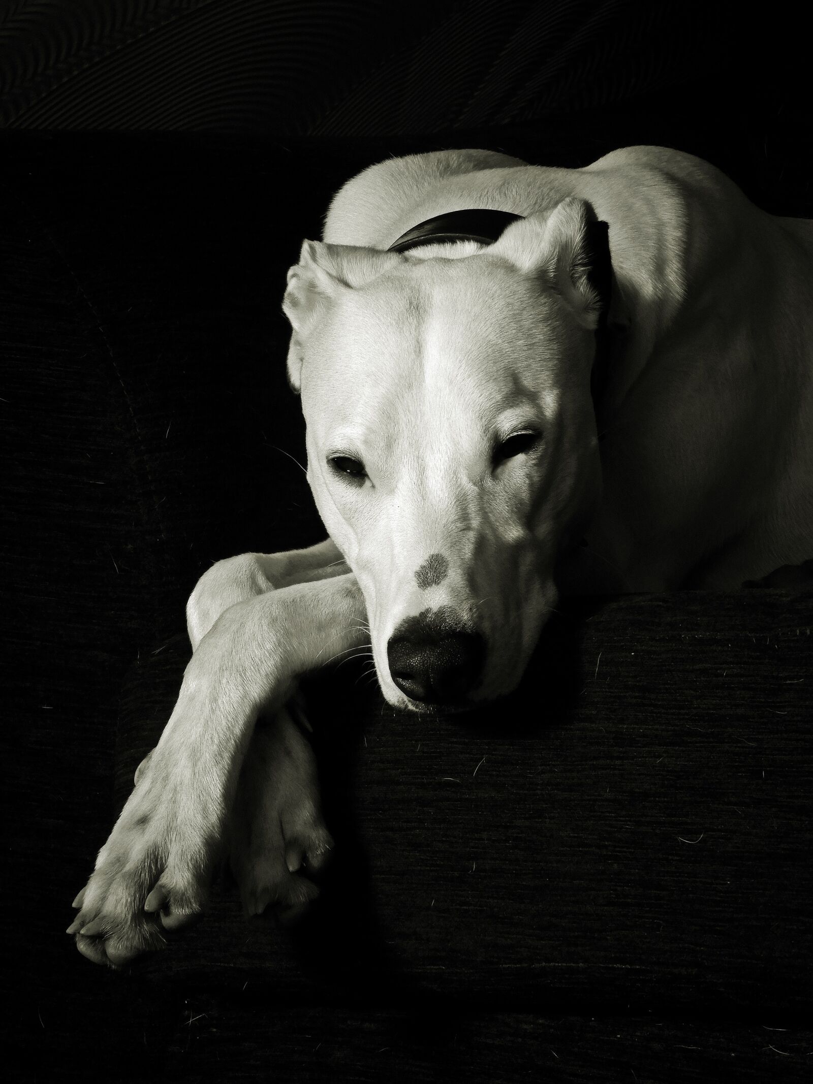 Nikon Coolpix B700 sample photo. Dog, black, and white photography