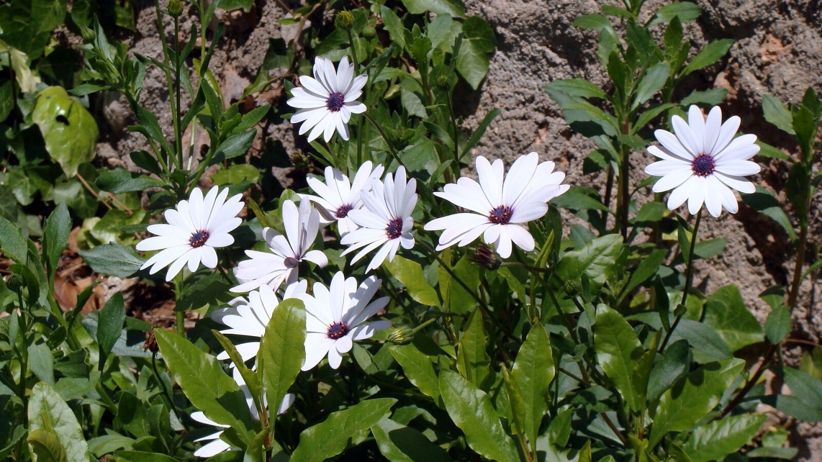Sony DSC-H3 sample photo. Flowers, white, spring photography