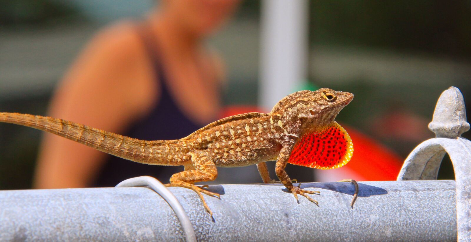 Canon EOS 7D sample photo. Lizard, reptile, animal photography