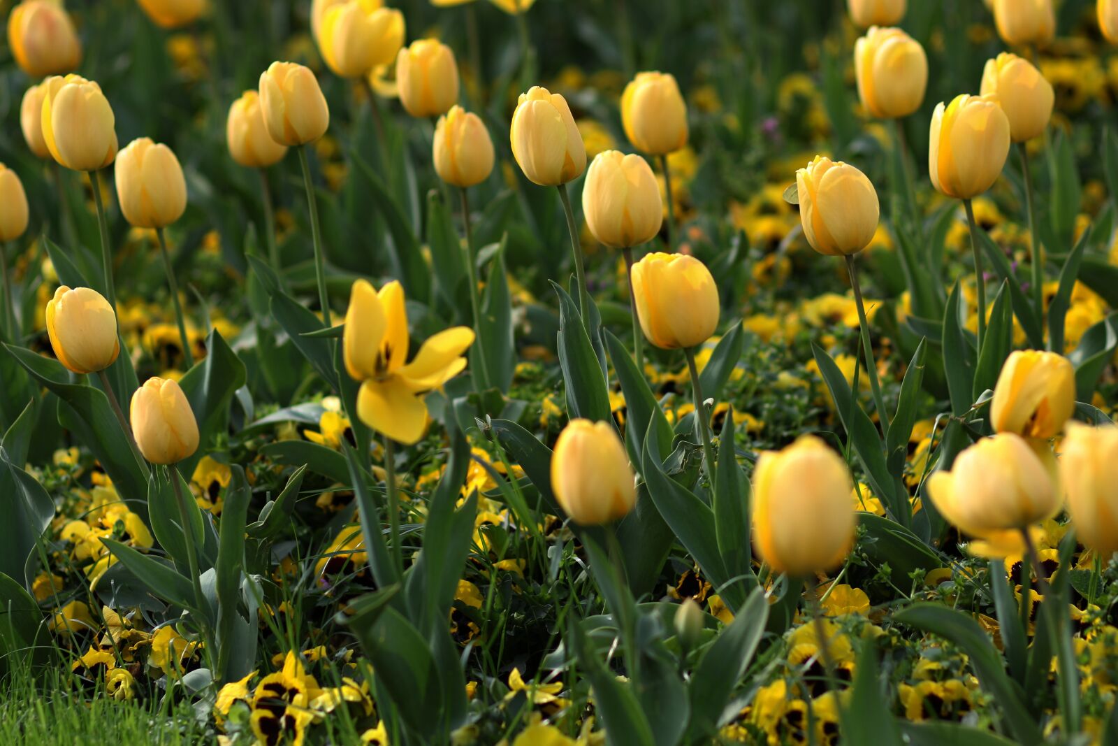 Canon EF 85mm F1.8 USM sample photo. Tulips, flowers, yellow photography