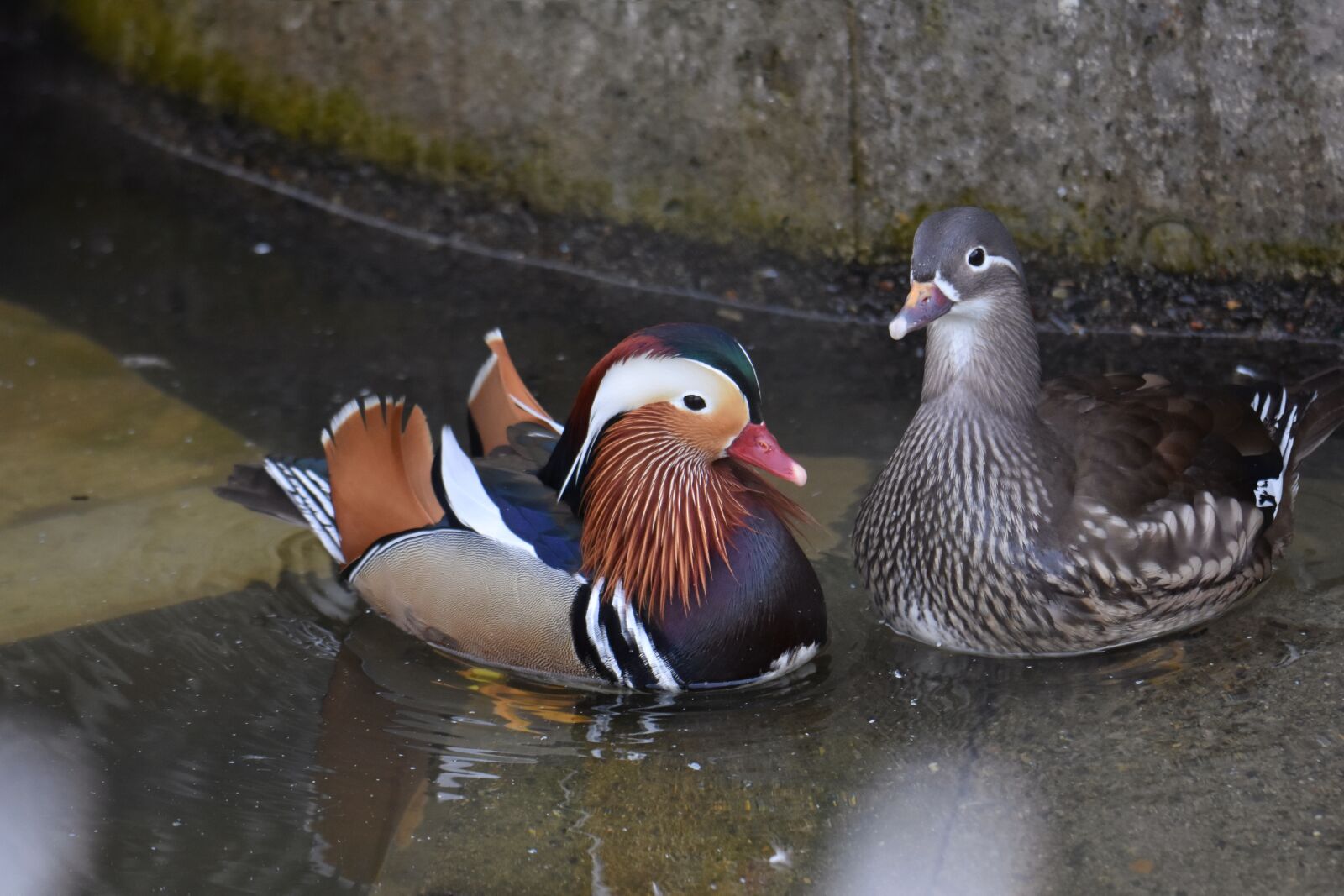 Nikon D7200 sample photo. Animal, pond, waterside photography