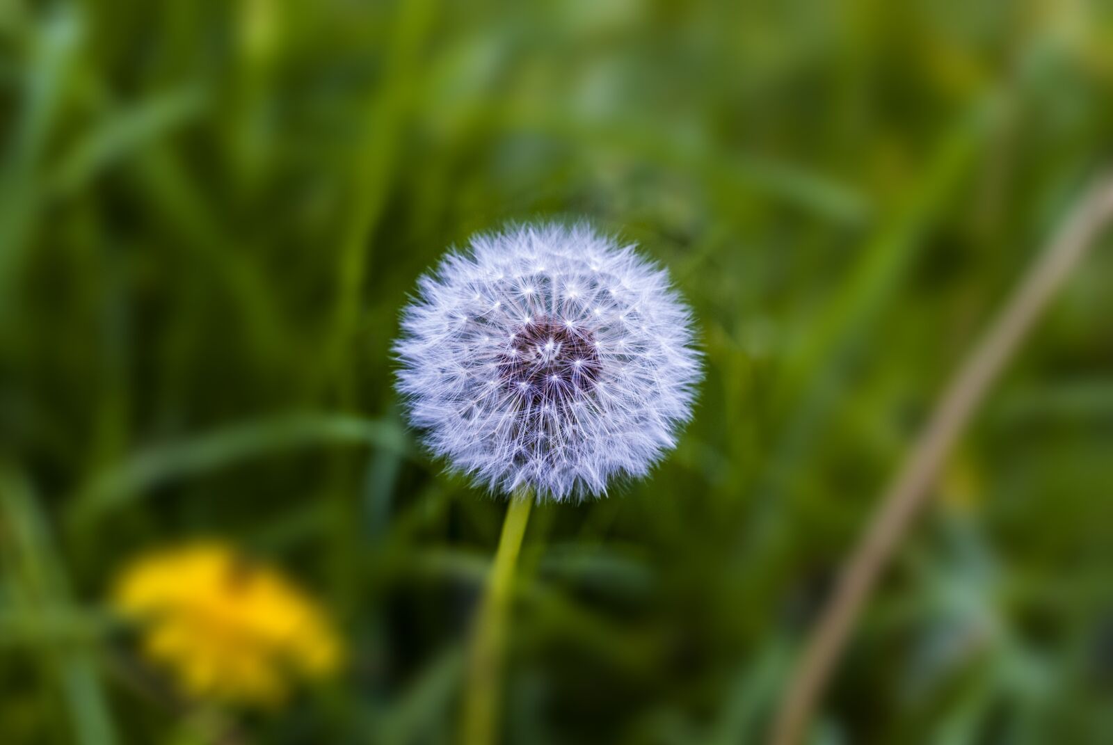 Nikon D60 sample photo. Dandelion, beautiful, cute photography