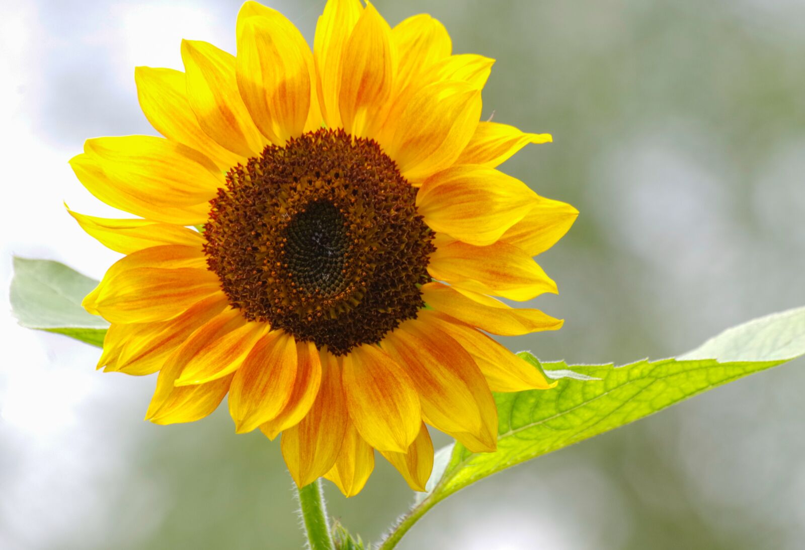 Pentax K-30 sample photo. Sunflower, blossom, bloom photography