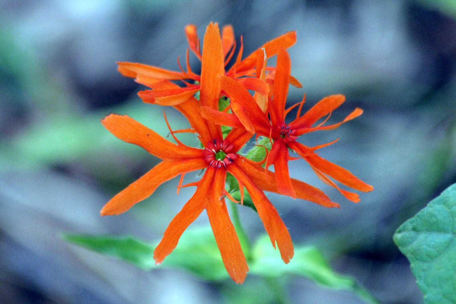 Canon EOS 650D (EOS Rebel T4i / EOS Kiss X6i) sample photo. Dawn, plant, flower photography