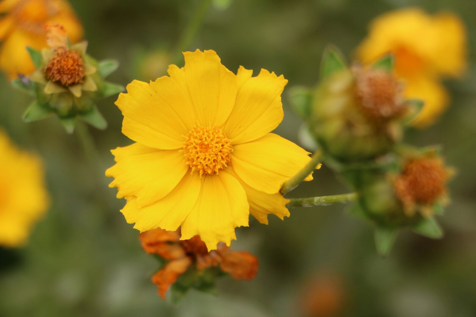 Canon EOS 650D (EOS Rebel T4i / EOS Kiss X6i) sample photo. Geumgyeguk, plants, flowers photography