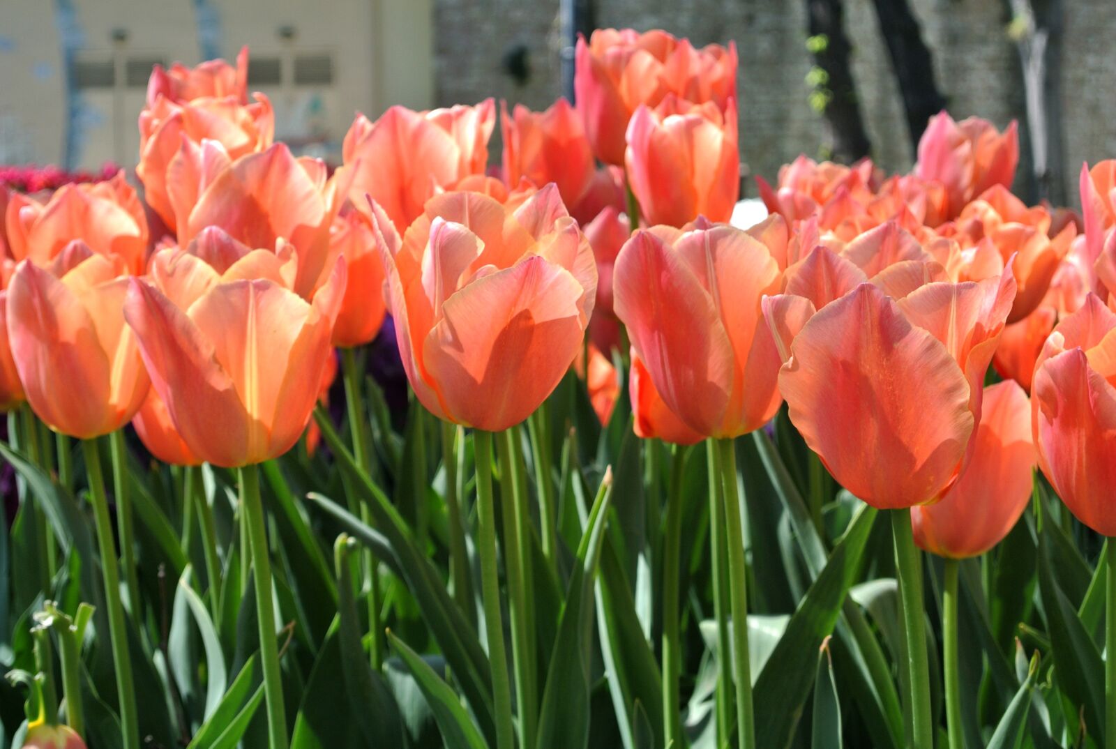 Nikon 1 J1 sample photo. Tulip, flowers, spring photography