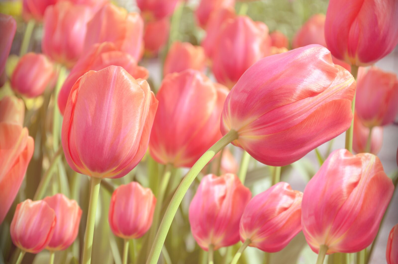 Nikon D5100 sample photo. Tulip, garden, green photography