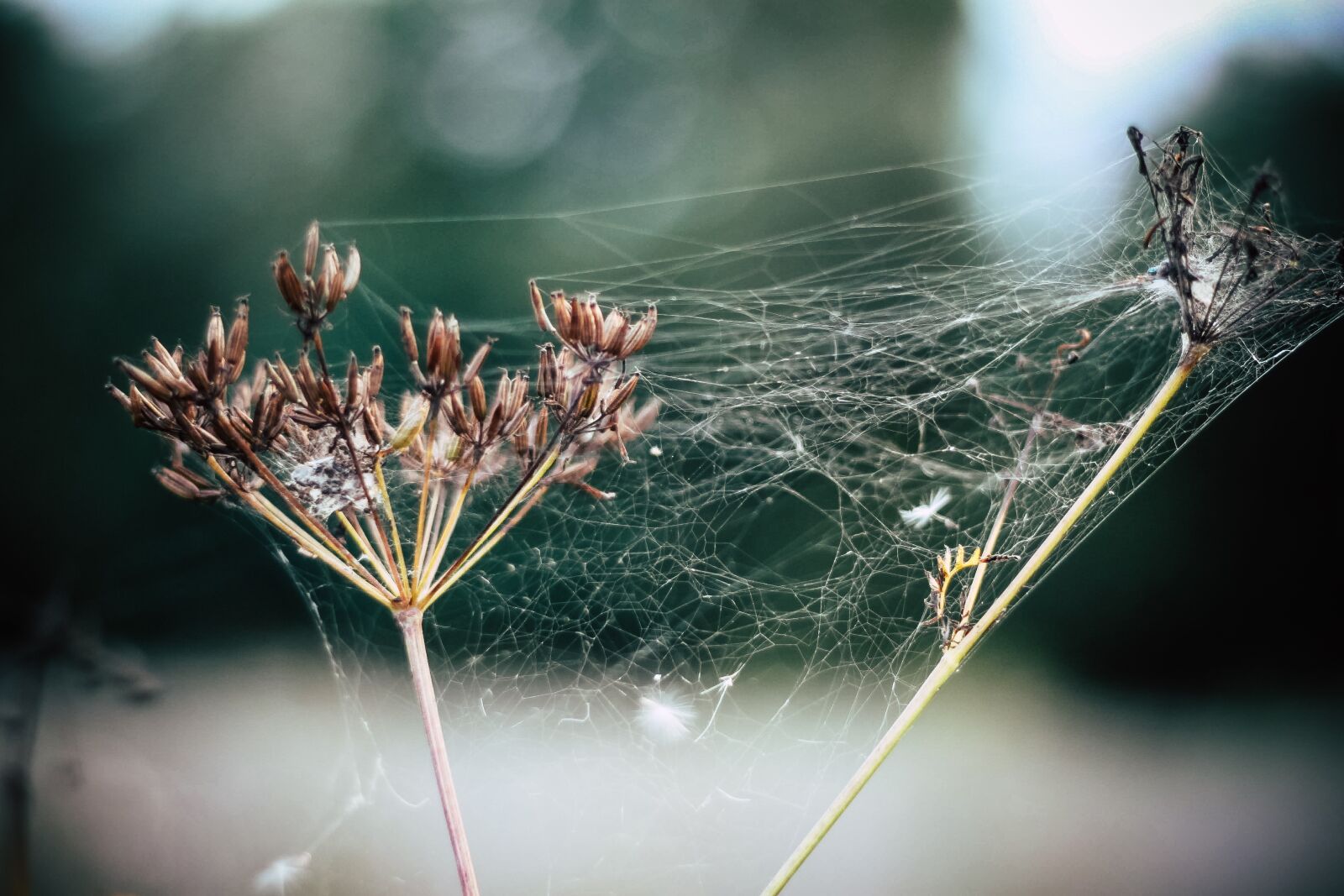 Canon EOS 500D (EOS Rebel T1i / EOS Kiss X3) sample photo. Old women, cobweb, fog photography
