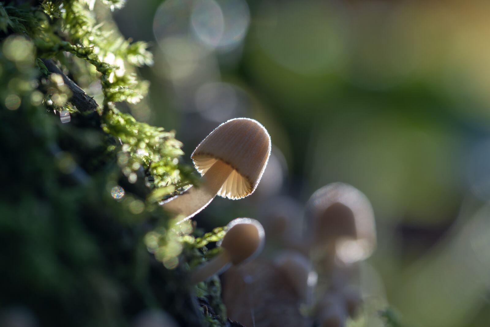 Sony a7 III sample photo. Mushroom, autumn, moss photography