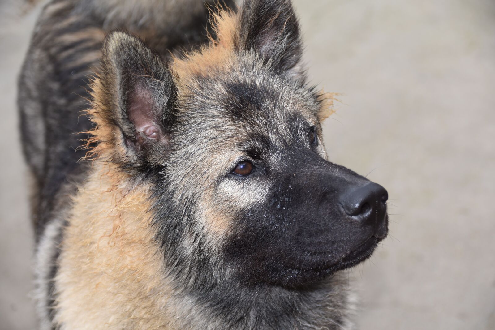 Nikon D5600 sample photo. Dog, dog eurasier, eurasier photography