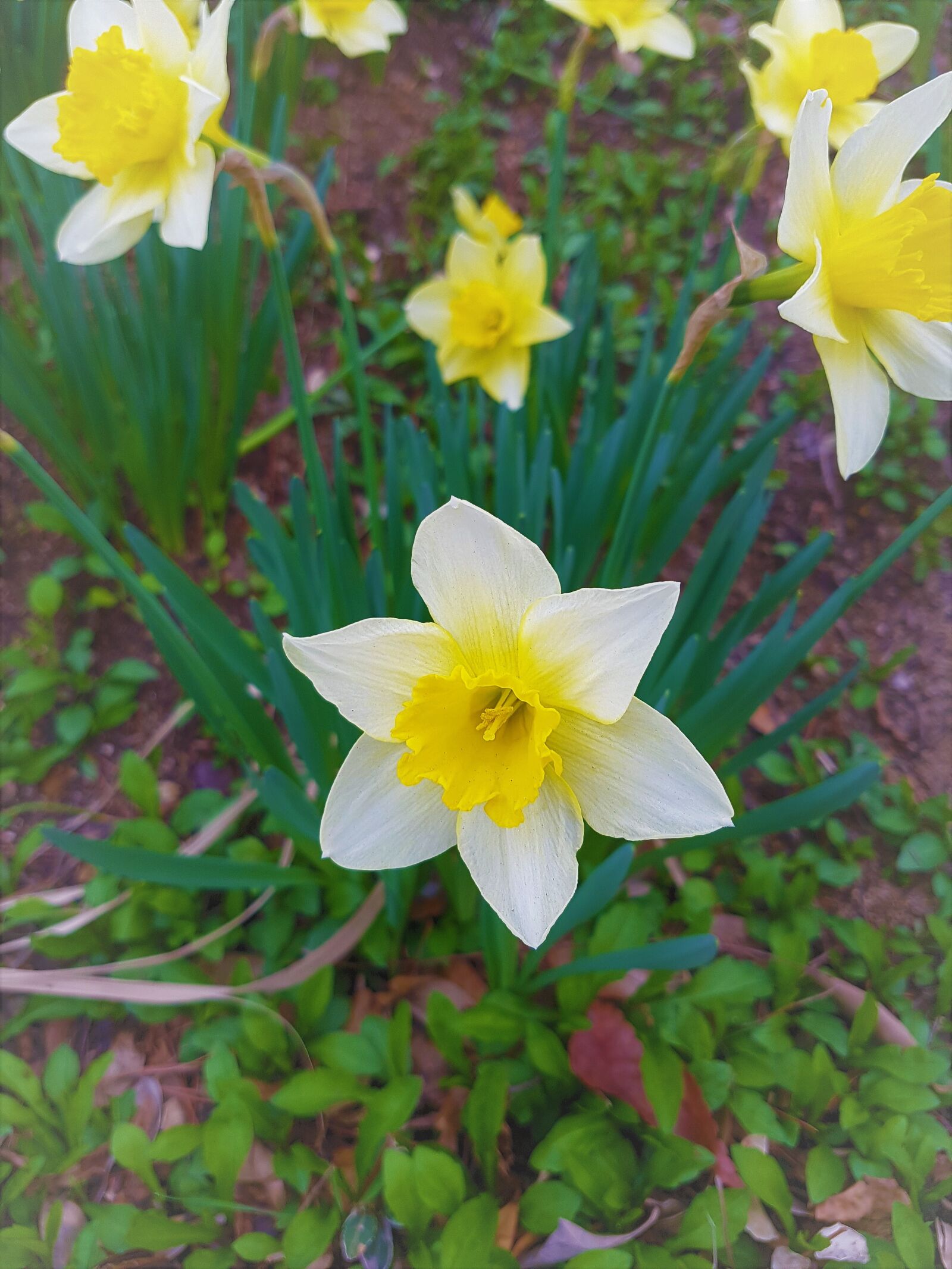 Samsung Galaxy S7 Edge sample photo. Flowers, spring, park photography