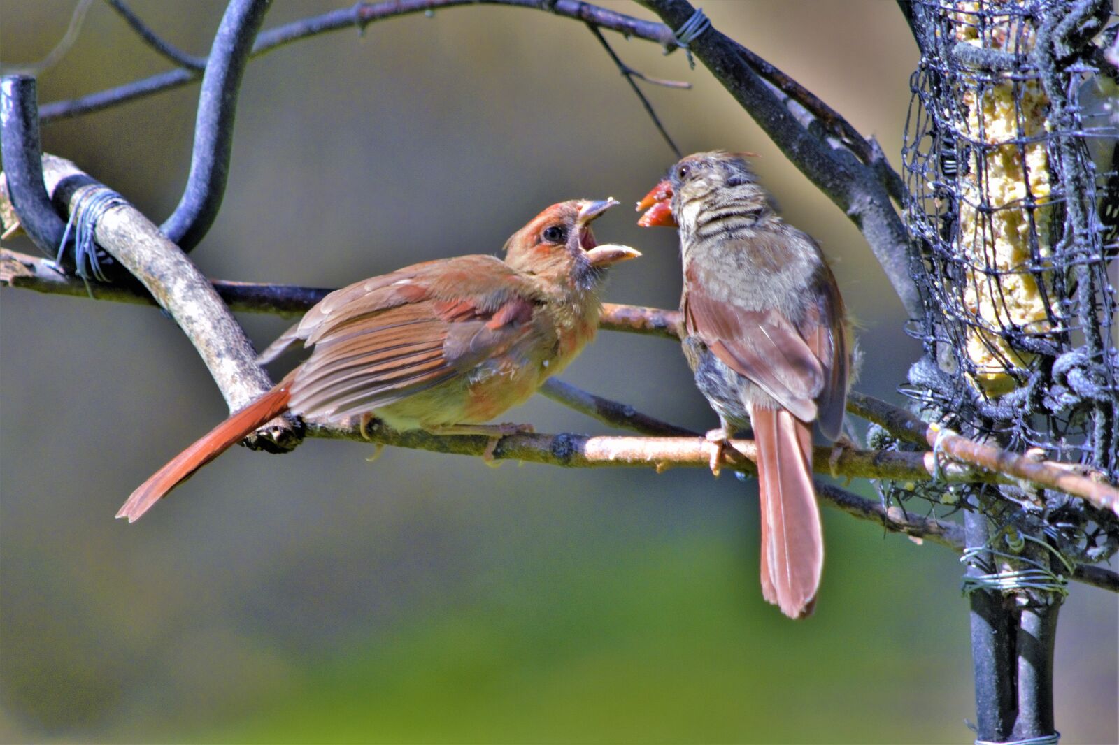 Nikon D7100 sample photo. Mother, bird, feeding photography
