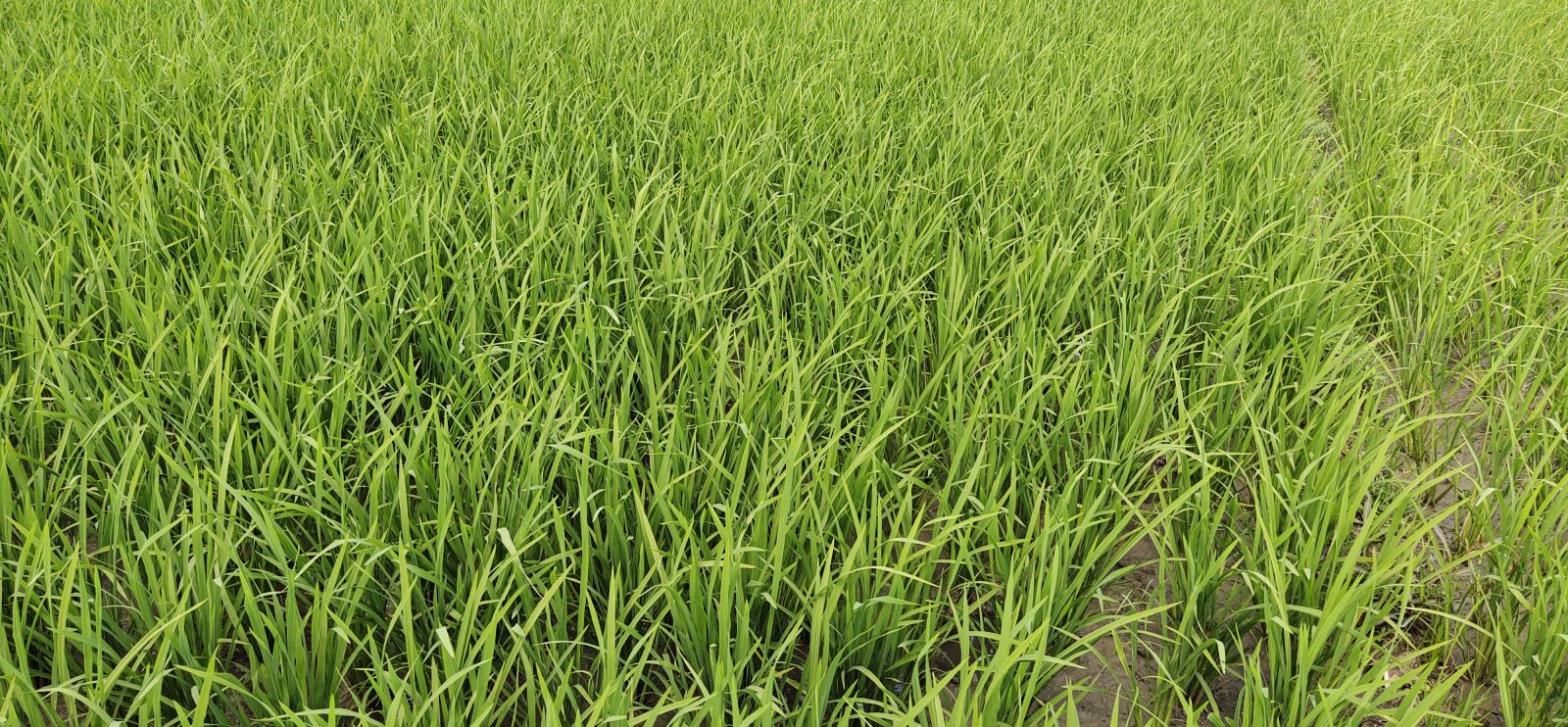 vivo 1818 sample photo. Rice, rice tree, west photography