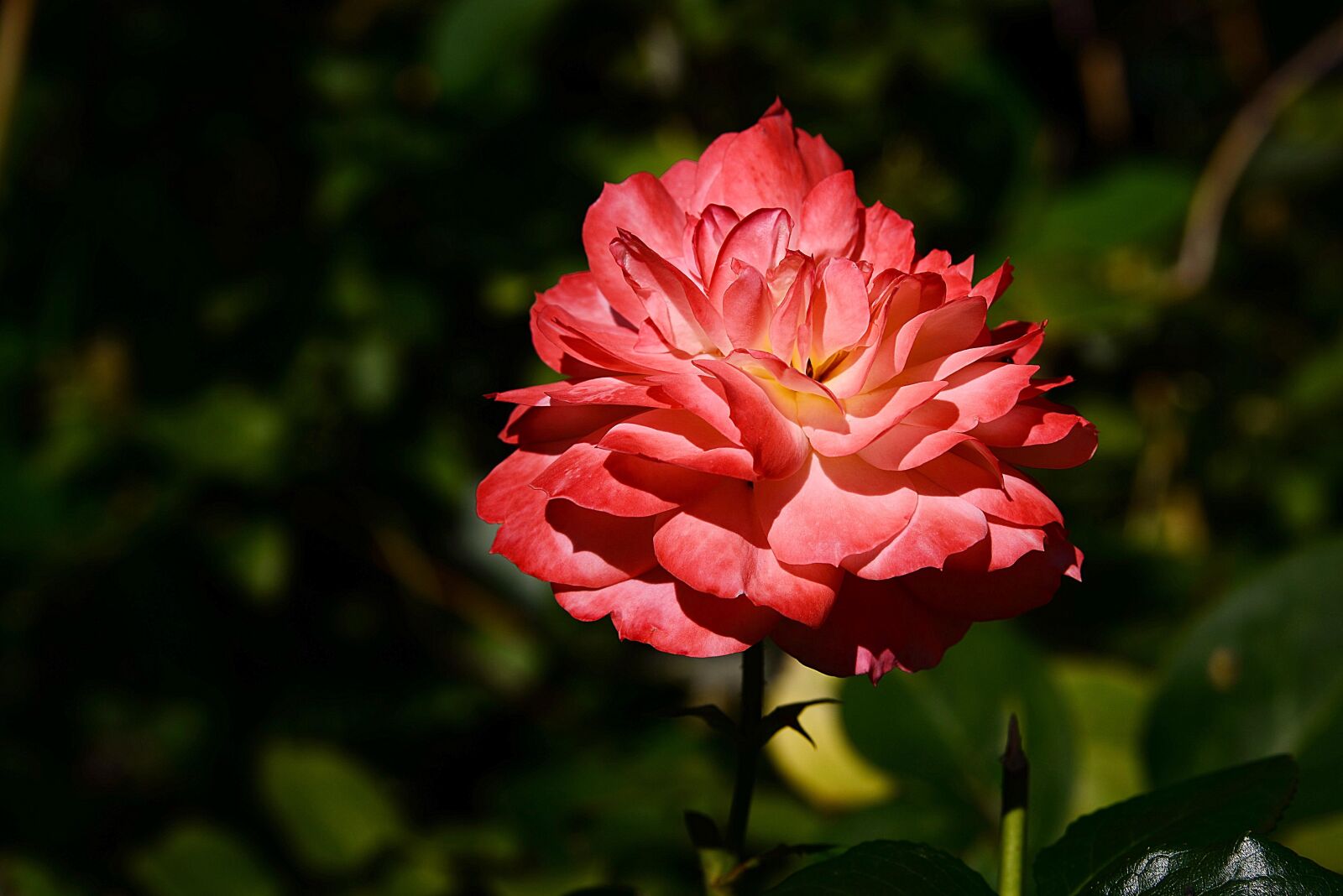 Nikon D610 sample photo. Roses, flower, plant photography