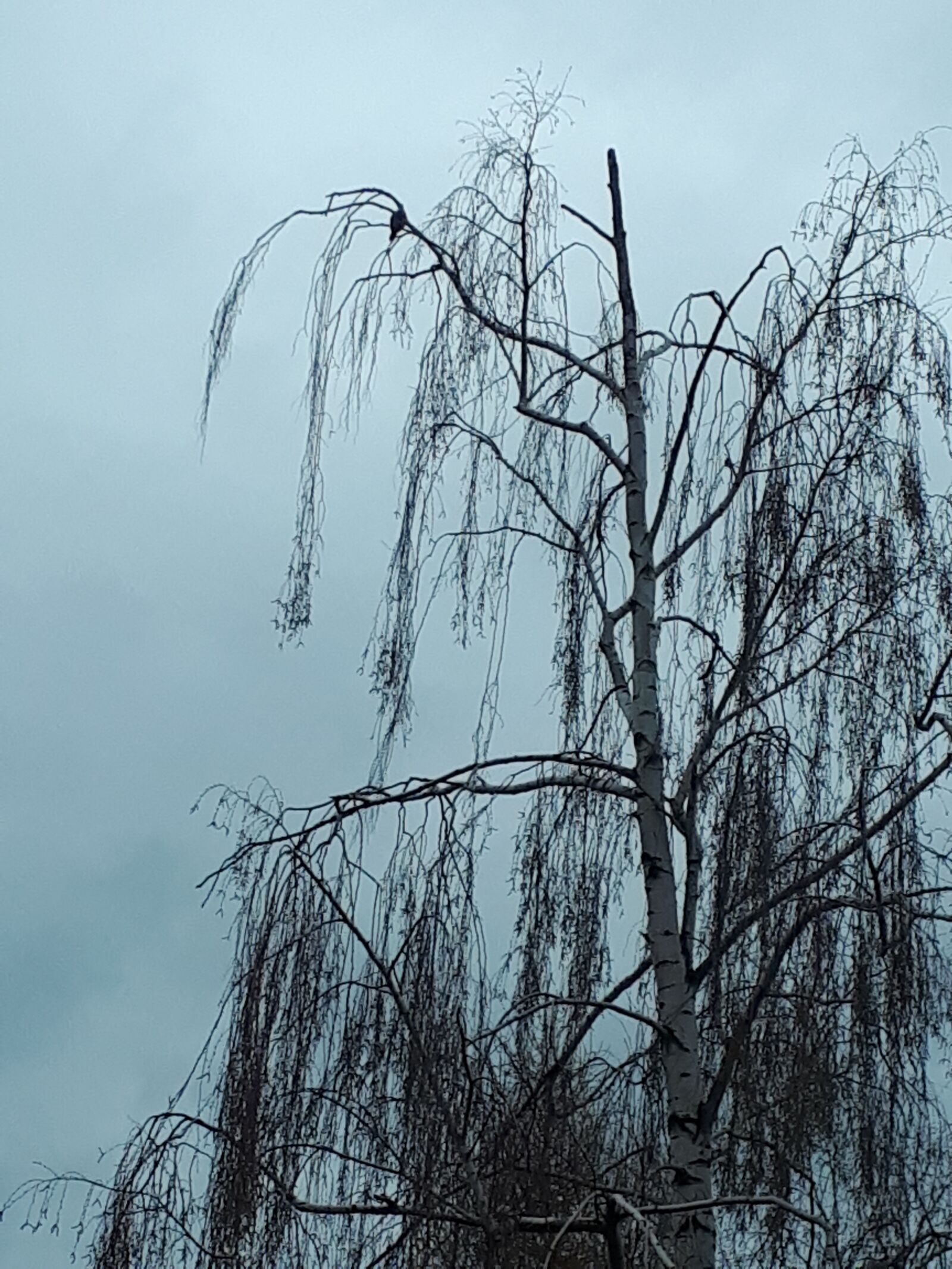 Samsung Galaxy A5(2017) sample photo. Tree, willow, winter photography