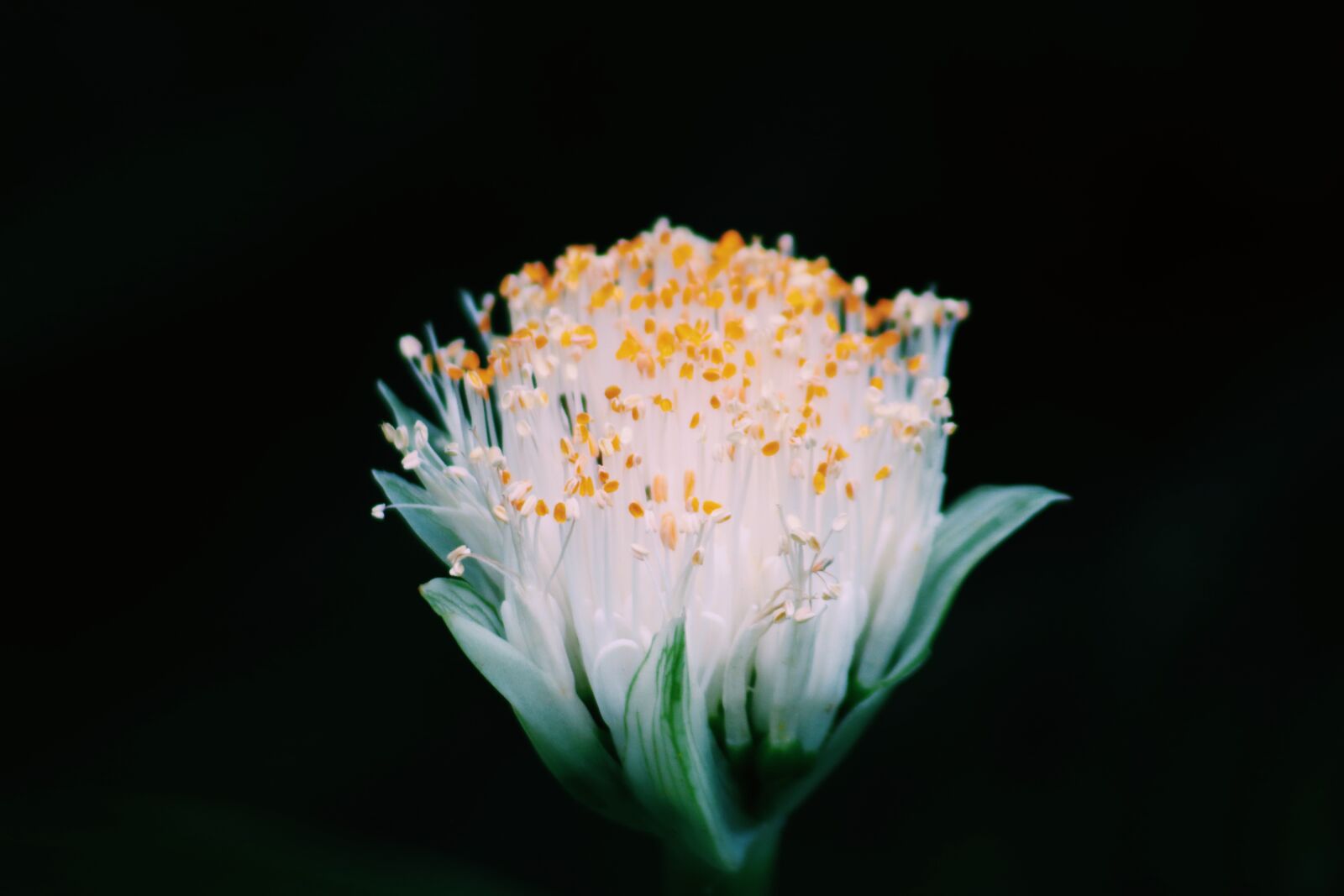 Canon EOS 750D (EOS Rebel T6i / EOS Kiss X8i) sample photo. Flower, petal, stem photography