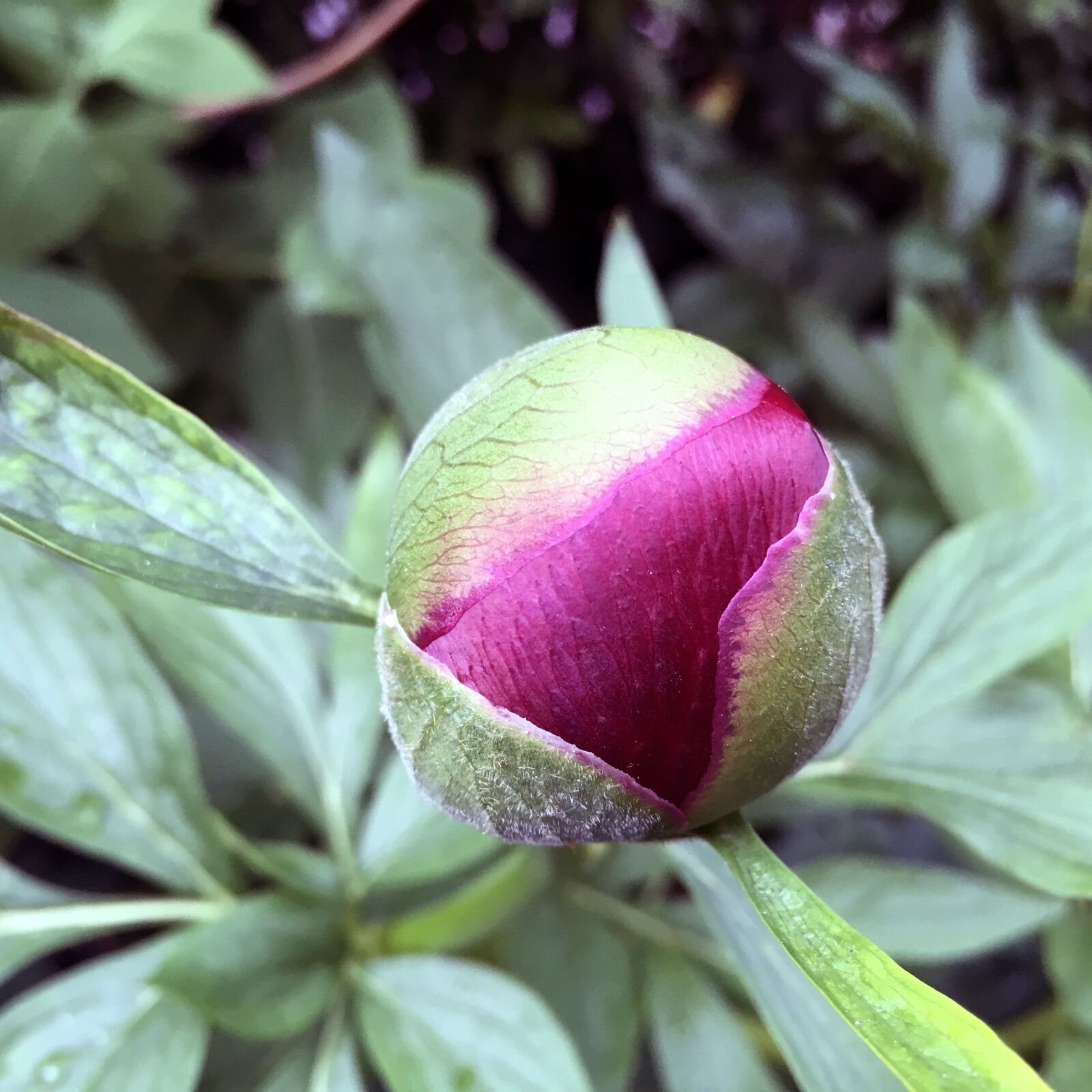 iPad Pro back camera 4.15mm f/2.2 sample photo. Peony, peonies, flo photography