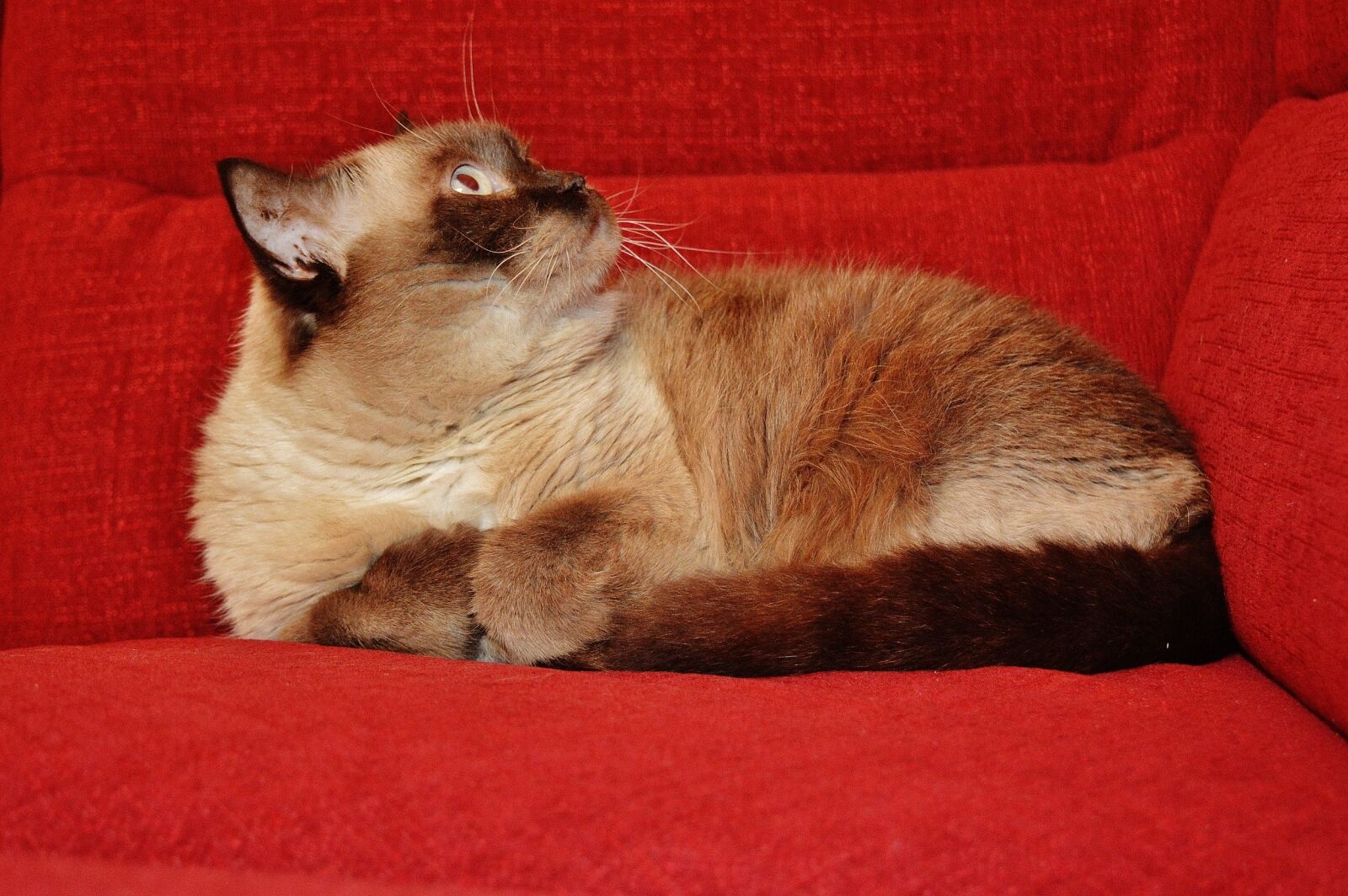 Nikon D3200 sample photo. Cat, british shorthair, mieze photography