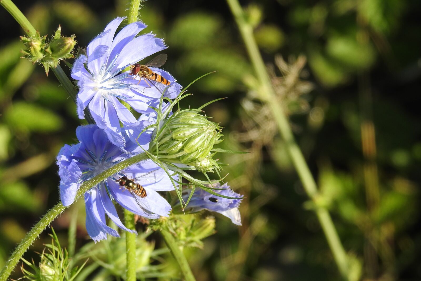 Nikon Coolpix P900 sample photo. Chicory, wild flower, pointed photography