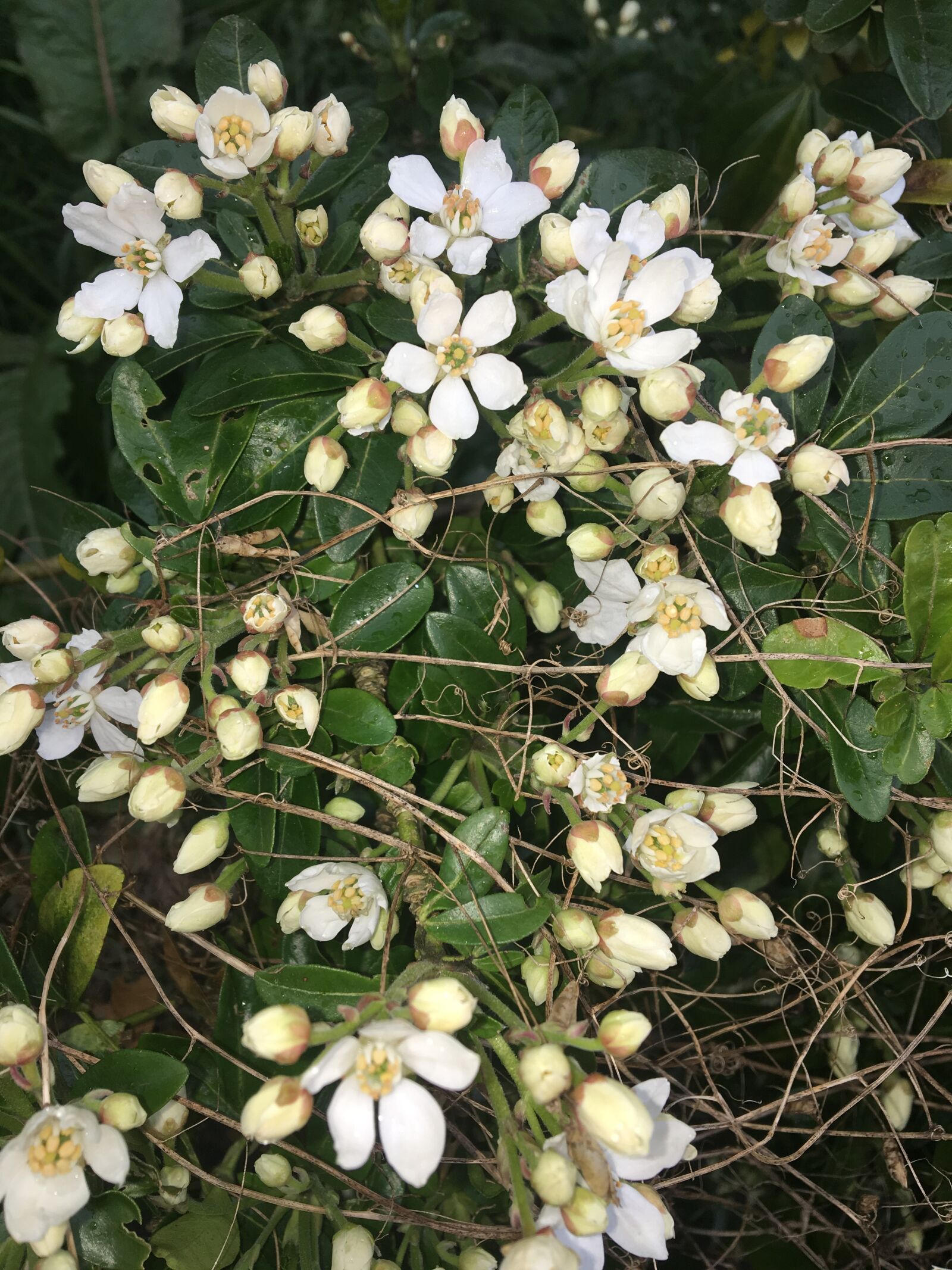 Apple iPhone 6s sample photo. Nature, flower, flora photography