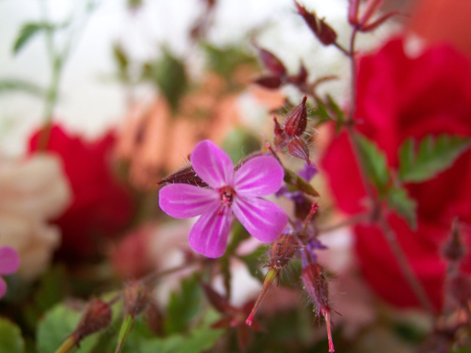 Kodak EASYSHARE Z1012 IS DIGITAL CAMERA sample photo. Flower, lilac, flowering photography
