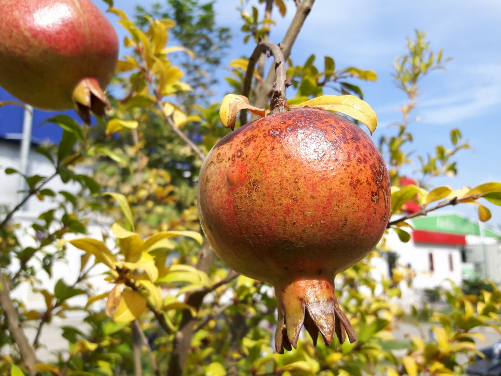 Samsung Galaxy A8 sample photo. Pomegranate, pomegranate blossom, fruit photography