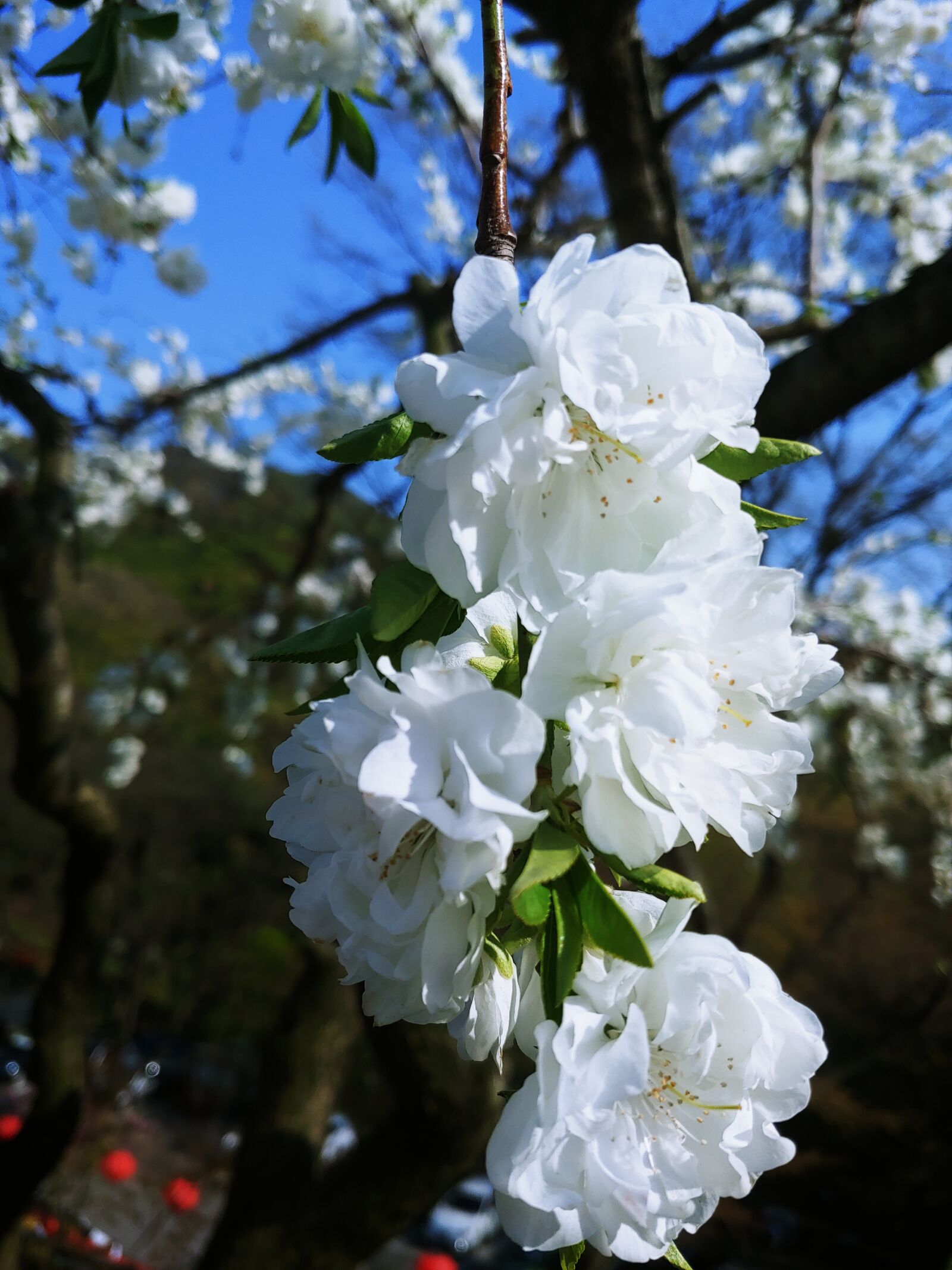 LG G7 THINQ sample photo. Outdoor sales call, white photography