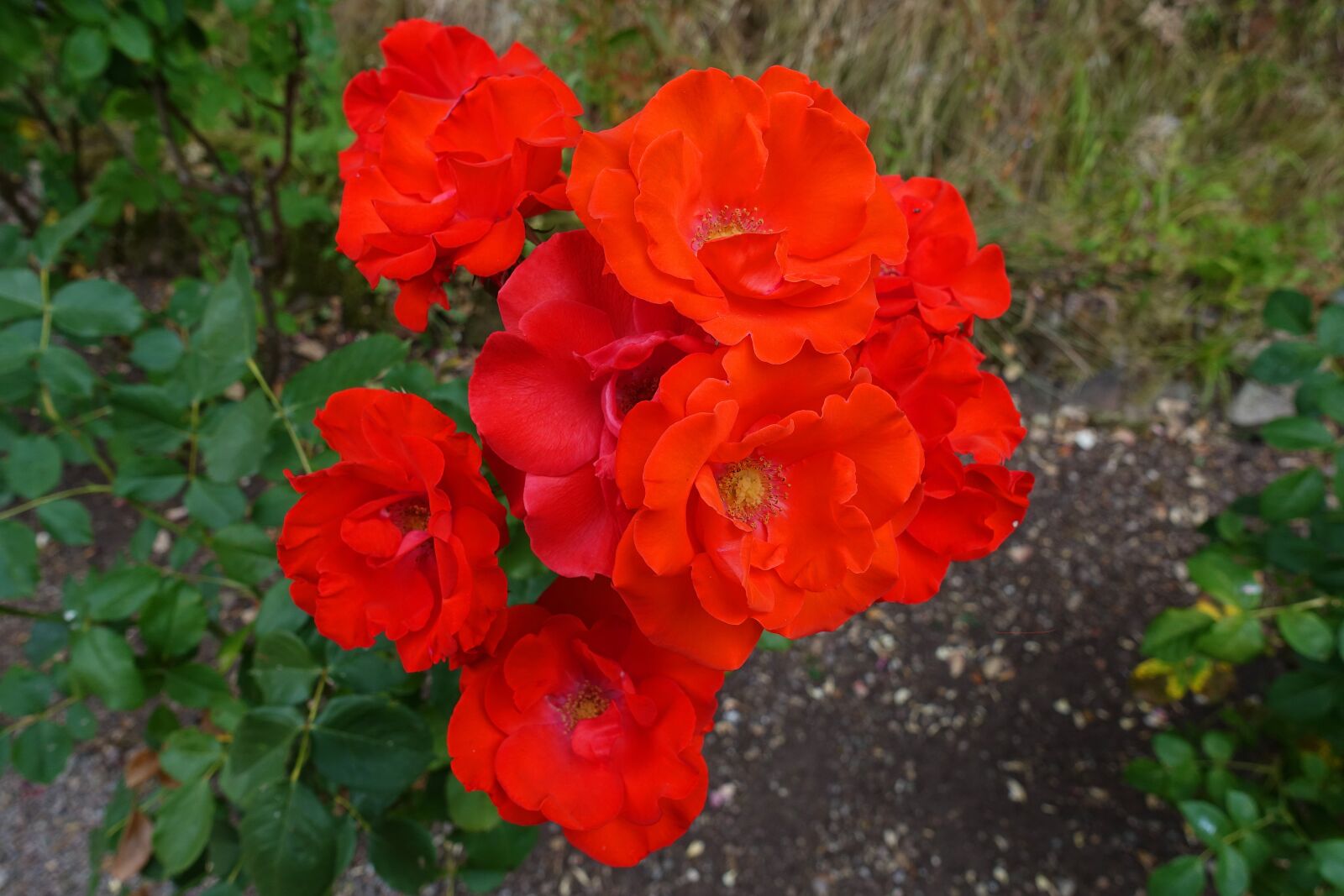 Sony DSC-RX100M5 sample photo. Rose, bright, red photography