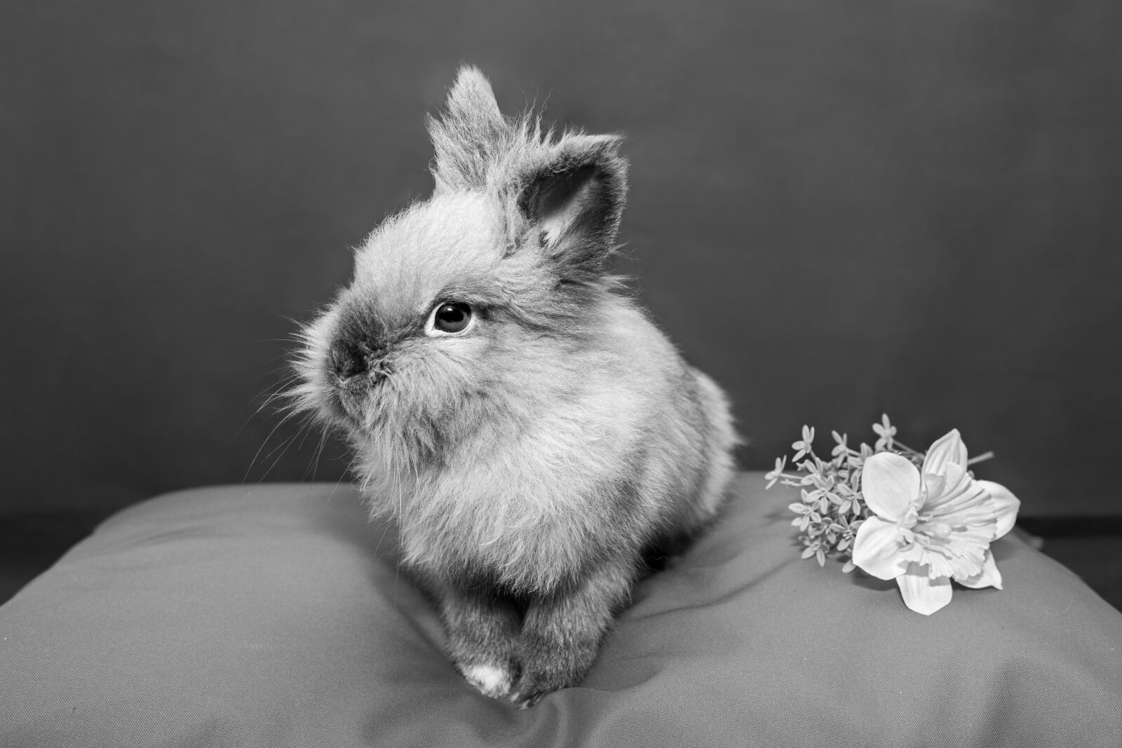 Canon 24-70mm F2.8 DG OS HSM | Art 017 sample photo. Rabbit, cute, animal photography