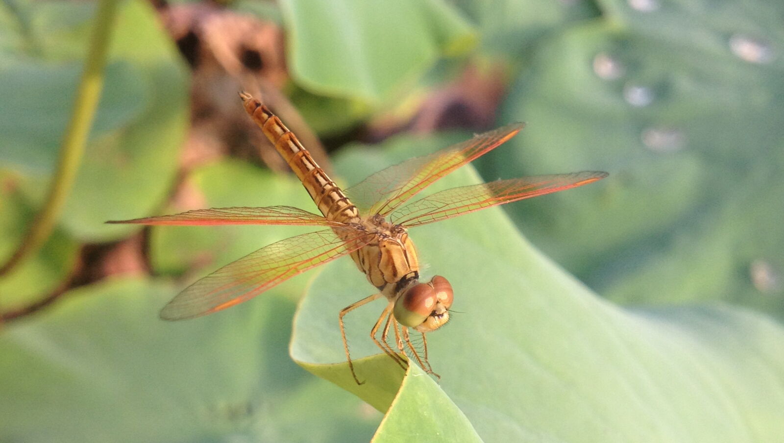 Apple iPhone 4S sample photo. Pretty, dragonfly photography