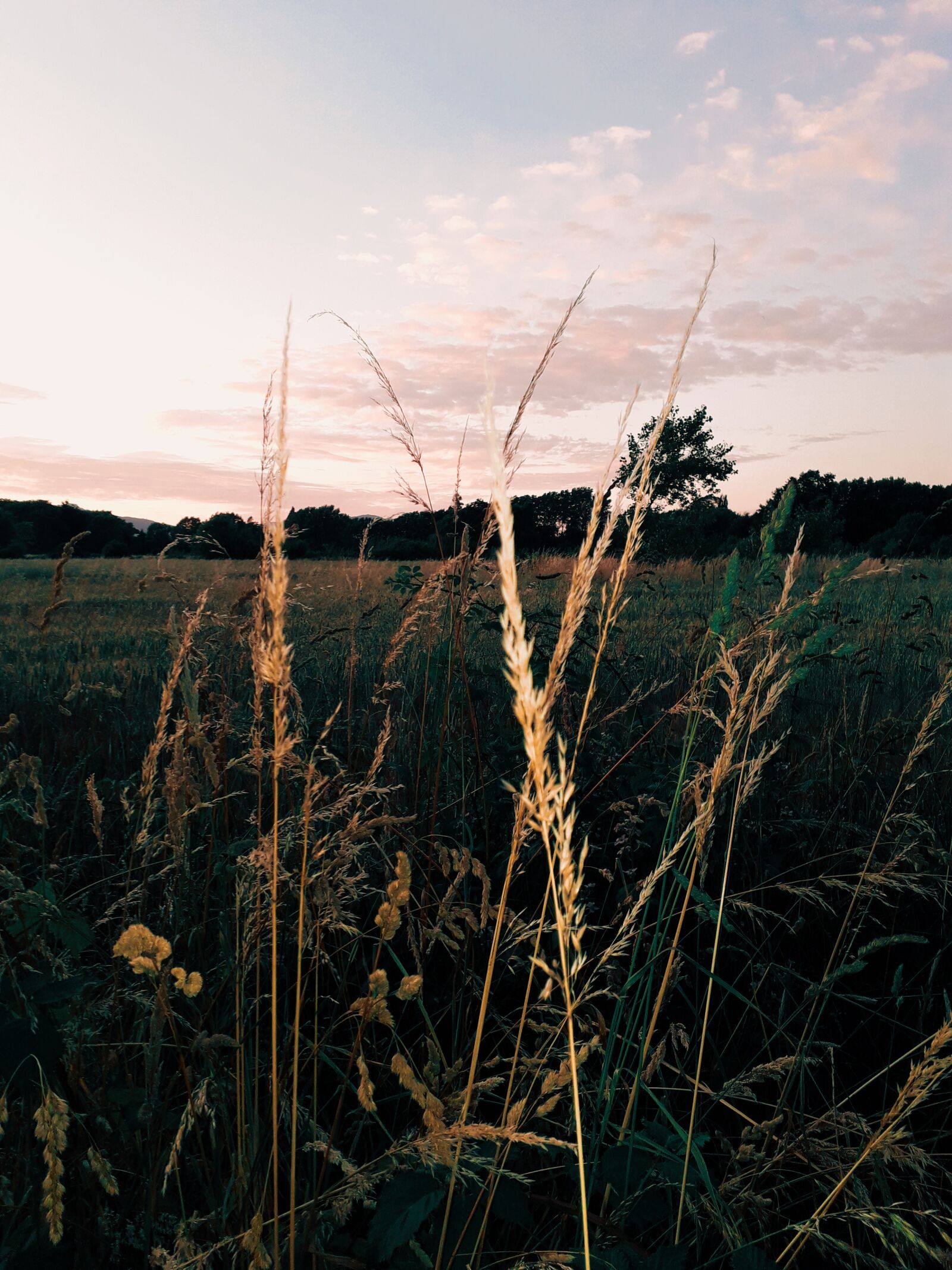 Samsung Galaxy J6 sample photo. Nature, wheat, field photography