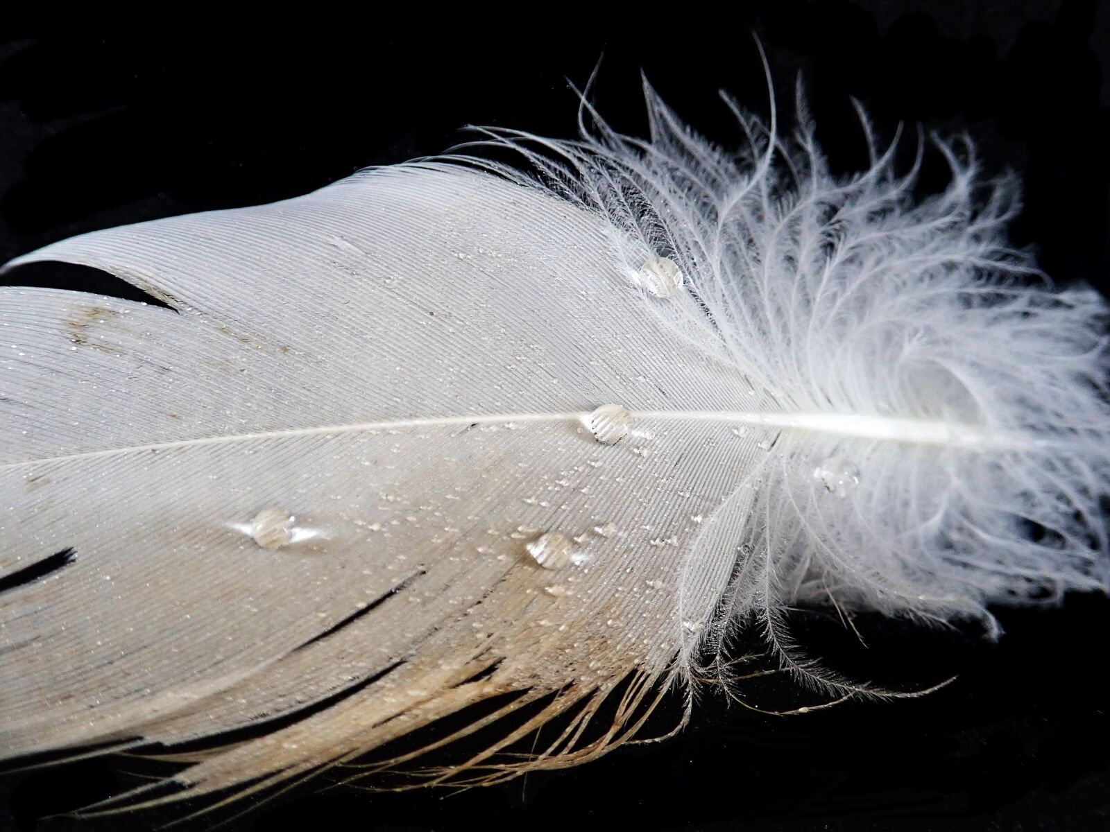 Olympus TG-5 sample photo. Feather, white, plumage photography