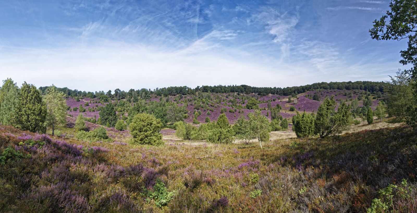 Nikon D500 sample photo. Germany, l neburg heath photography