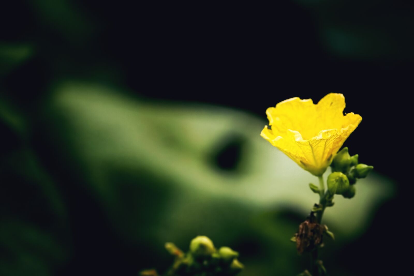 Canon EF-S 55-250mm F4-5.6 IS STM sample photo. Flower, nature, yellow photography