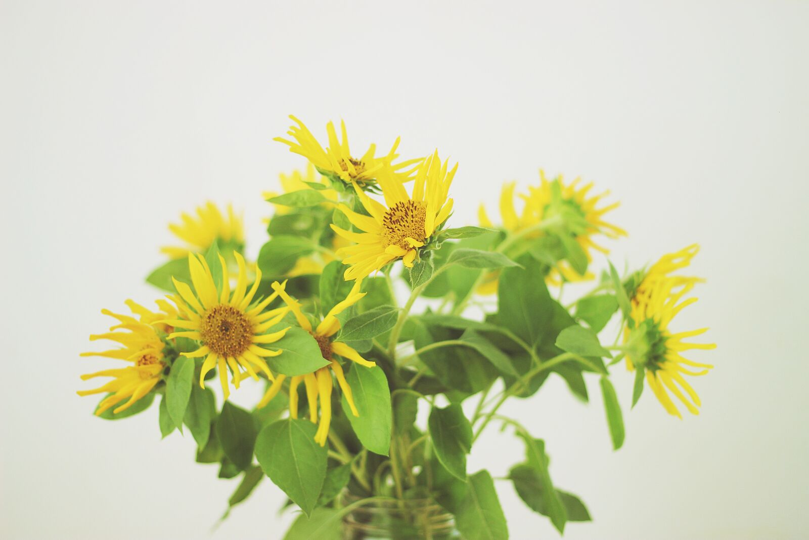 Canon EOS 600D (Rebel EOS T3i / EOS Kiss X5) + Canon EF 50mm F1.8 II sample photo. Bright, decoratives, flowers, happy photography