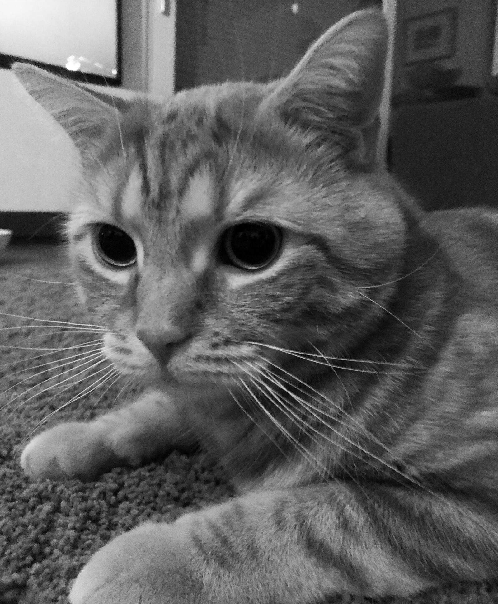iPhone 8 back camera 3.99mm f/1.8 sample photo. Cat, kitten, gustaf photography