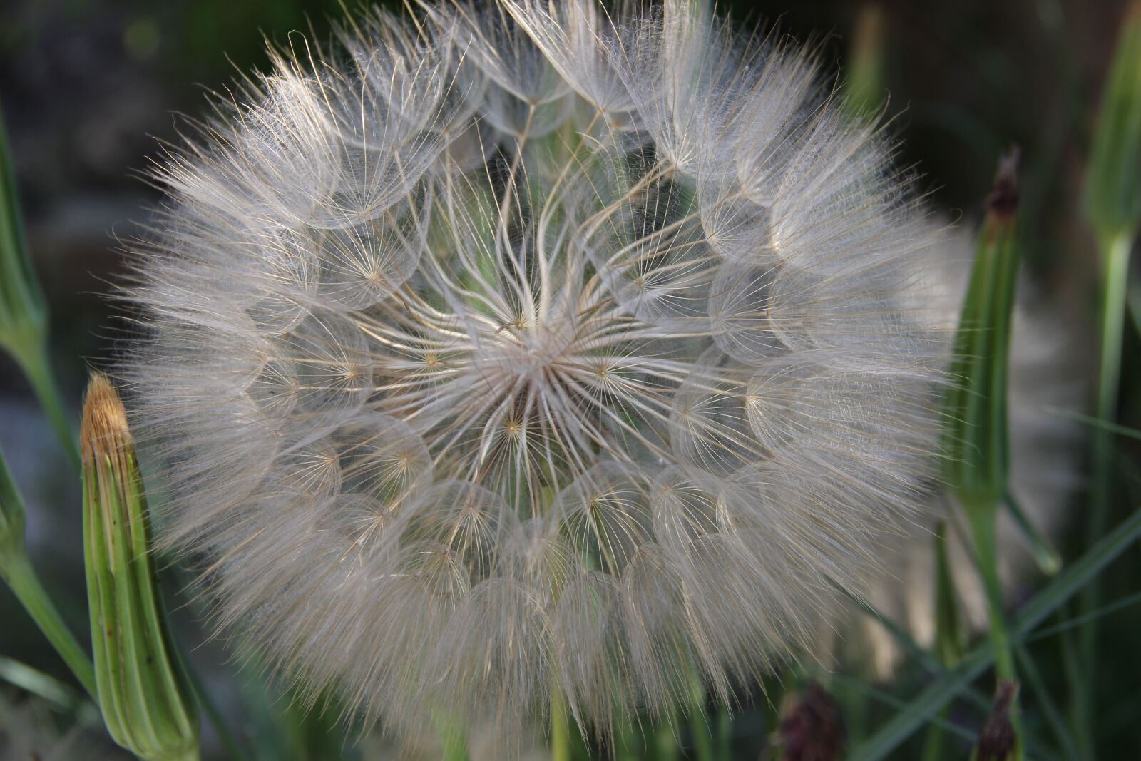 Canon EOS 550D (EOS Rebel T2i / EOS Kiss X4) sample photo. Flower, bloom, spring photography