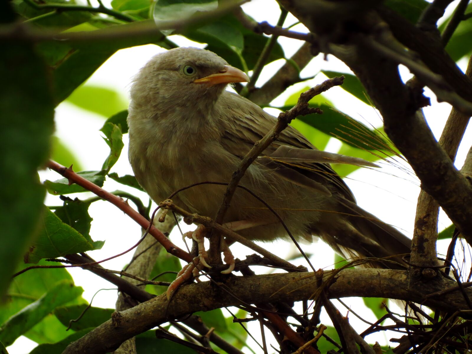 Canon PowerShot SX40 HS sample photo. Bird, jungle, babbler photography