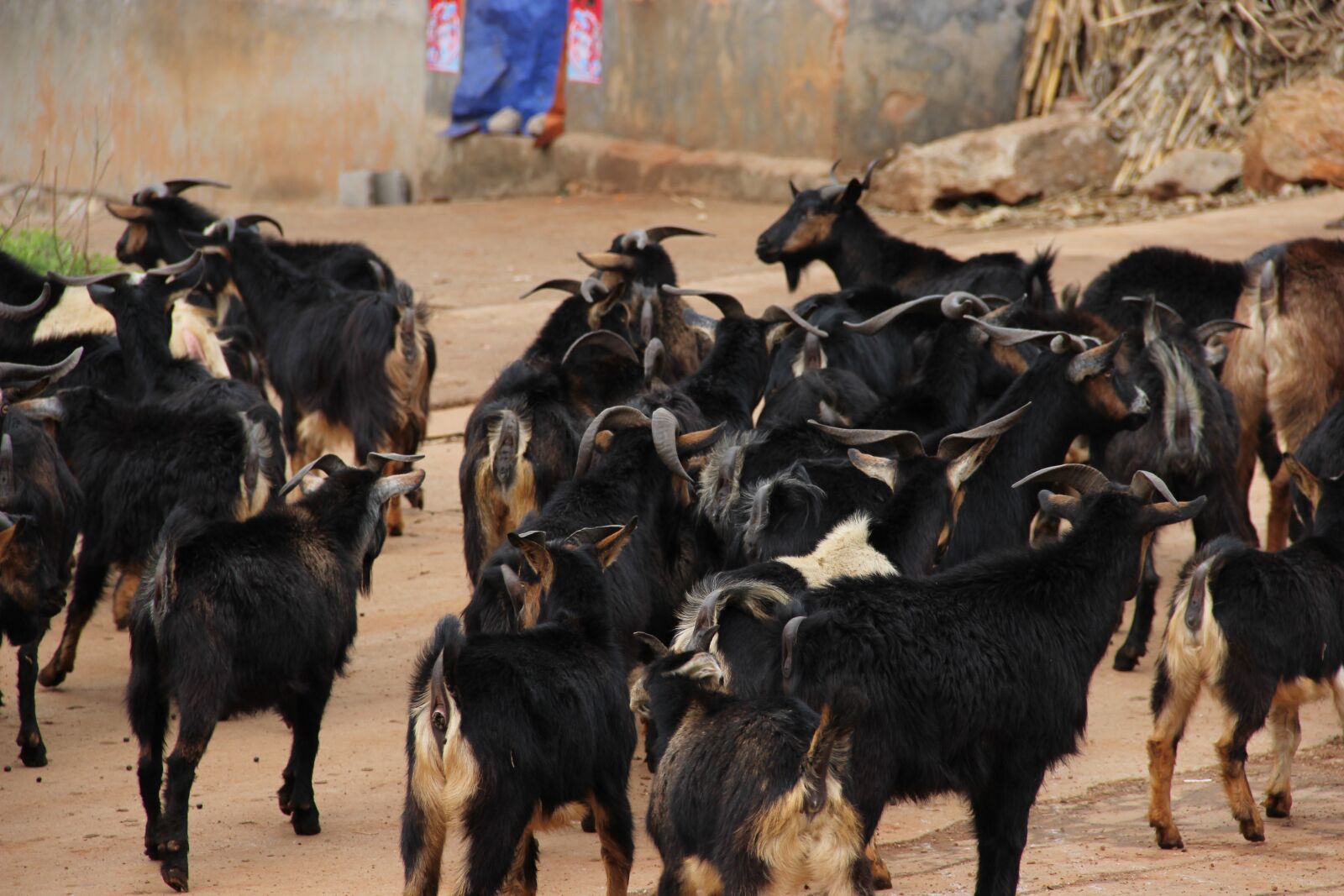 Canon EOS 600D (Rebel EOS T3i / EOS Kiss X5) sample photo. Sheep, black sheep, black photography