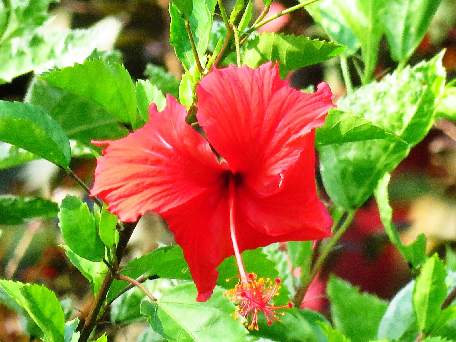Canon PowerShot SX60 HS sample photo