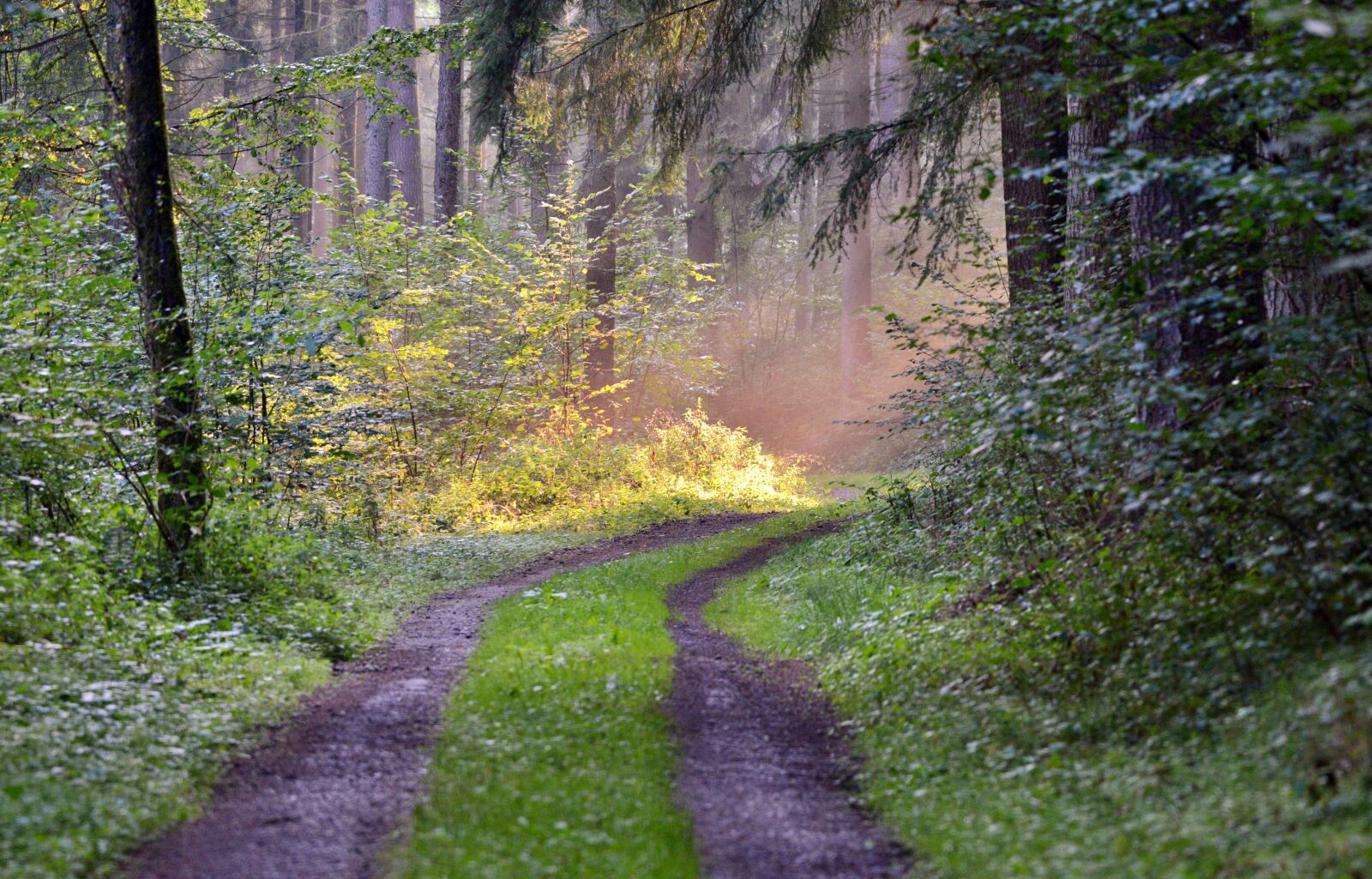 Nikon D600 sample photo. Forest path, nature, sun photography