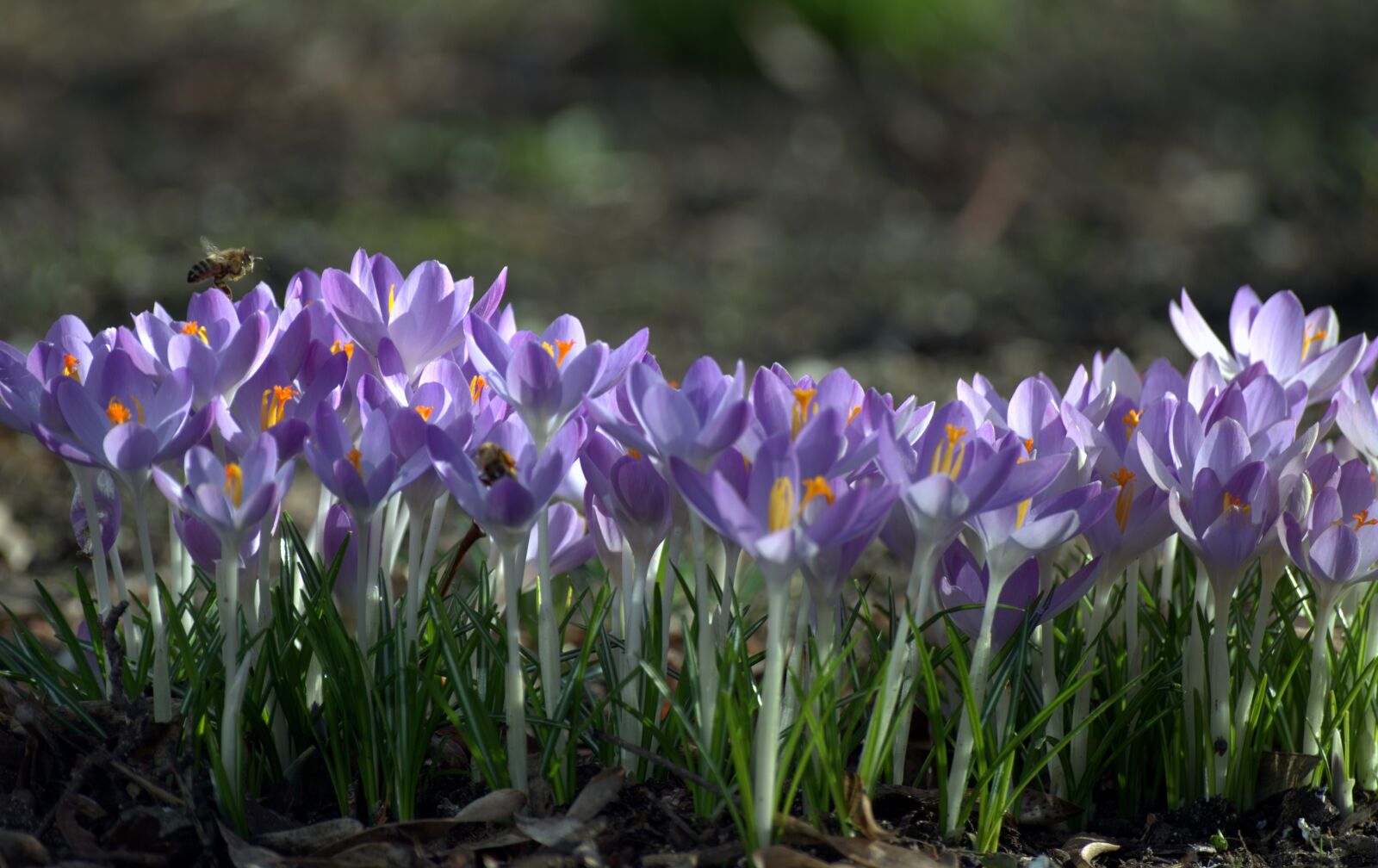 Pentax K-30 sample photo. Spring, crocus, flowers photography