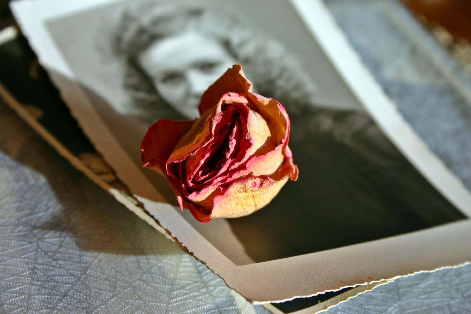 Canon EOS 300D (EOS Digital Rebel / EOS Kiss Digital) sample photo. Memory, rose, blossom photography