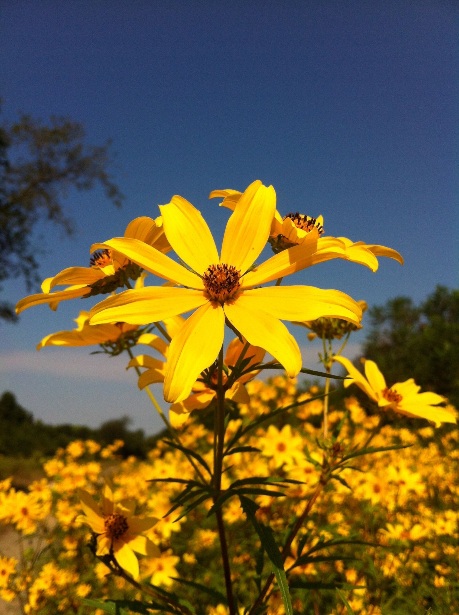 Apple iPhone 4 sample photo. Sunflower, yellow flower, flower photography