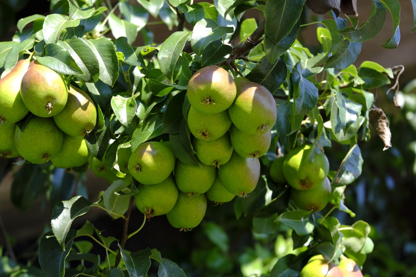 Fujifilm X-T2 sample photo. Pear, pear tree, tree photography