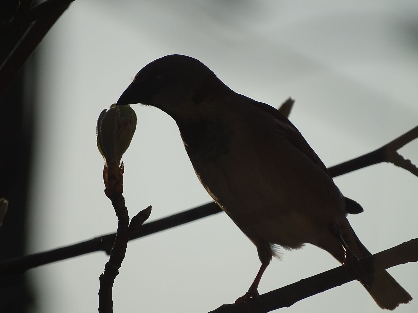Sony Cyber-shot DSC-HX400V sample photo. Shadow, bird, silhouette photography