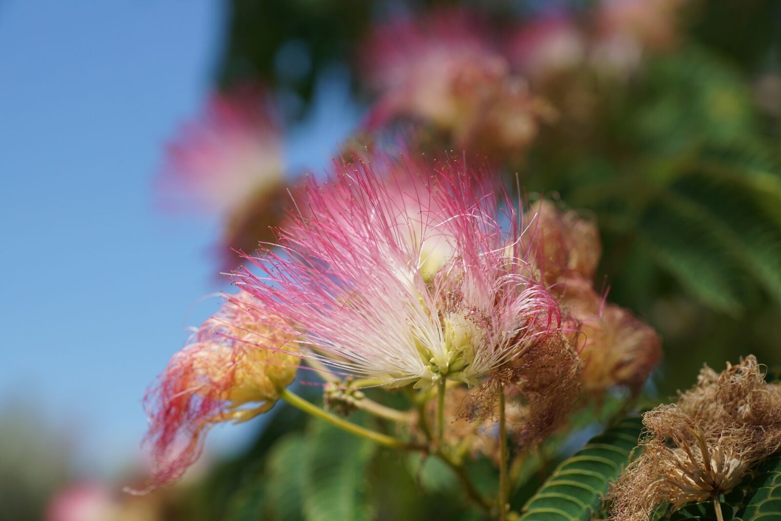 Sony DT 16-50mm F2.8 SSM sample photo. Flower, pink, bush photography