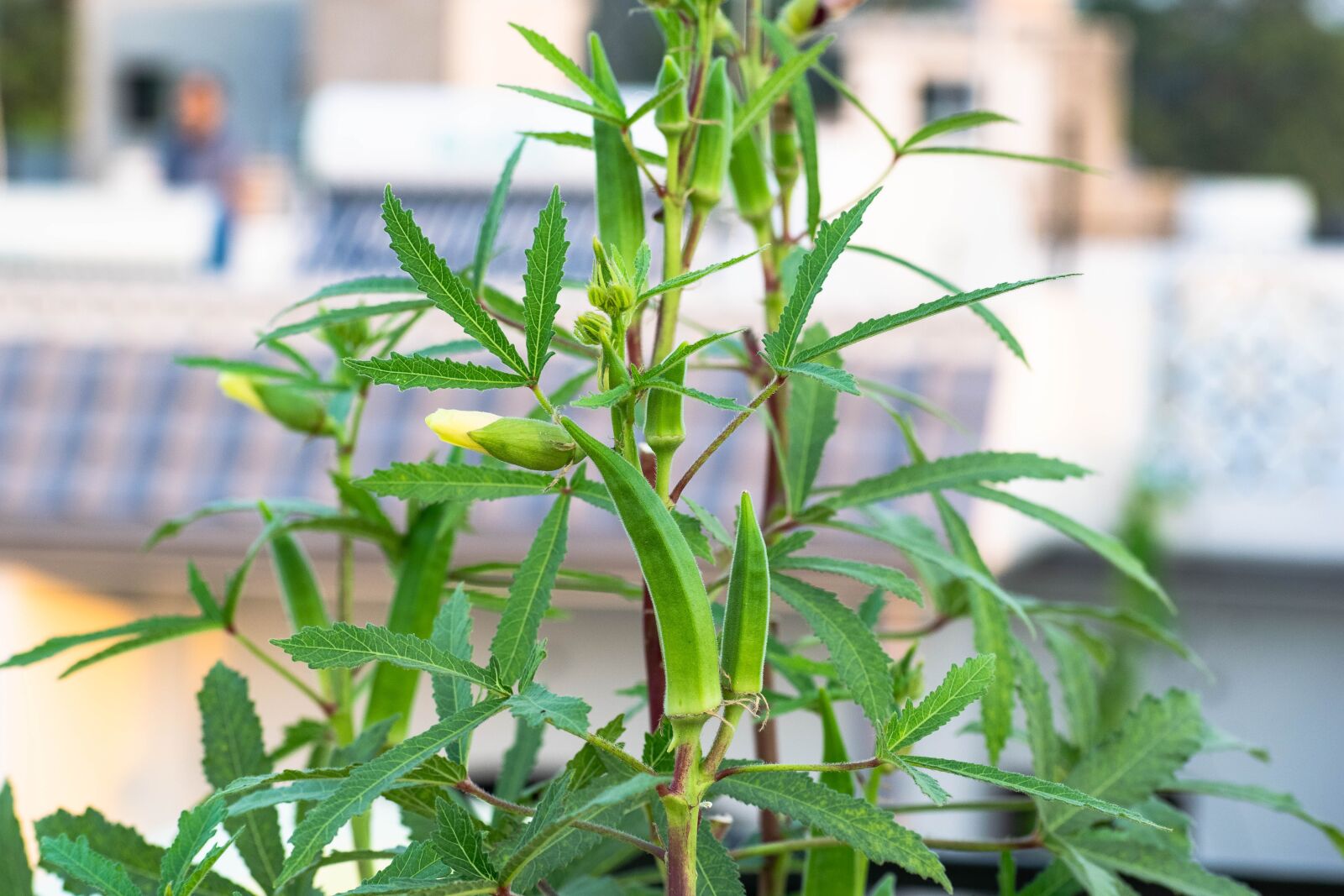 Nikon D3300 sample photo. Plant, vegetable, food photography